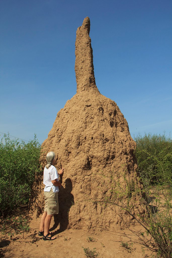 03-Giant termite hill.jpg - Giant termite hill